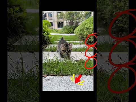 I'm a cutie cat, just hit me up as Cou Cou #animalshorts #animalintelligence #catlovers #catdaily