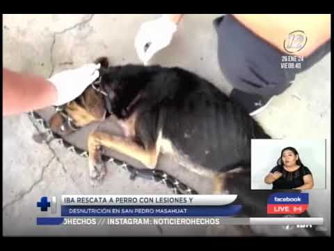 IBA rescató a perro con lesiones y desnutrición en San Pedro Masahuat