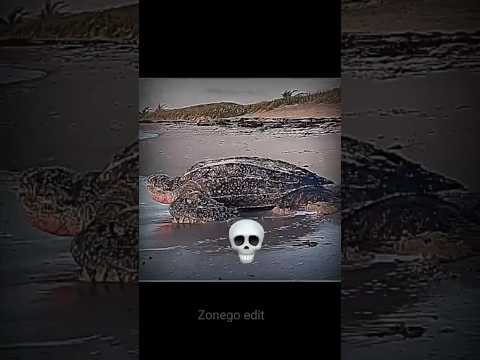 big.. animal... dangerous..☠️