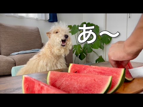 【爆笑】スイカを見て愛犬の顔がバグった件www