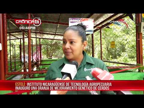 Estelí cuenta con una granja de mejoramiento genético de cerdos – Nicaragua
