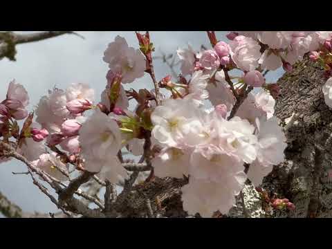 御所御車返し桜　二条城にて　2025年4月4日 サムネイル