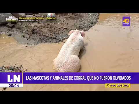 Mascotas y animales de corral rescatadas de las lluvias y huaicos
