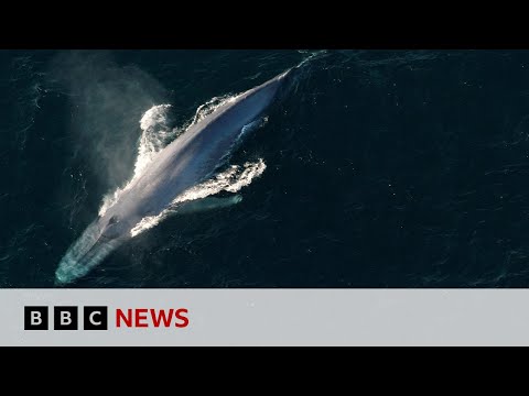 Blue whales return to tropical haven | BBC News