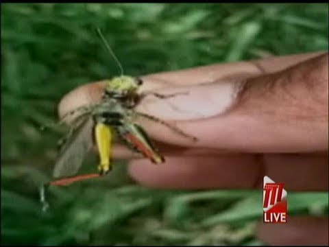 Locust Swarms Affect Chatham Farmers