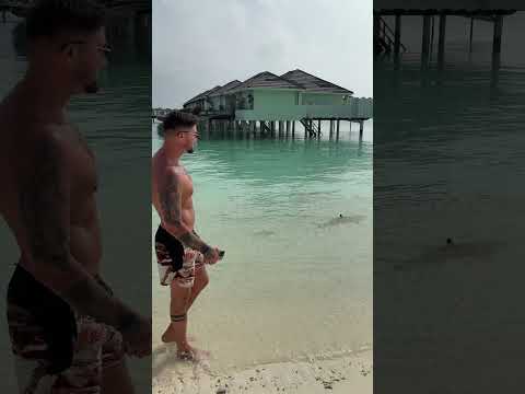 MC Stojan pliva sa ajkulama na Maldivima 🙀 🦈