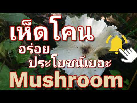 เห็ดโคน|Mushroom|ep.3