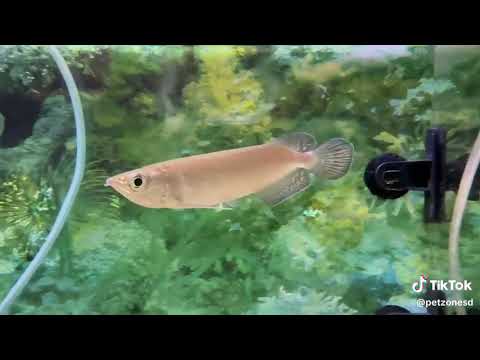 Jardini Arowana Jardini Arowana 🐉✨
Also known as the Australian Arowana, the Jardini hails from northern Austra