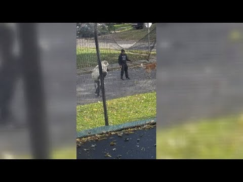 This Dog Decided He Was Done Walking   😂😂
