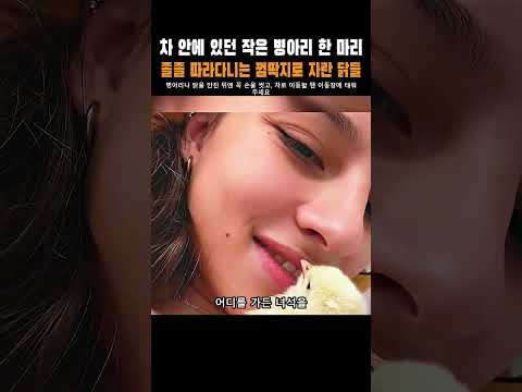 차 안에 있던 작은 병아리 한 마리, 졸졸 따라다니는 껌딱지로 자란 닭들