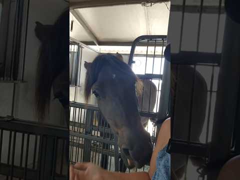 Live highlight OREO STEALTH ATTACK  #horse #equestrian #attack #shorts #fail #funny #beautiful