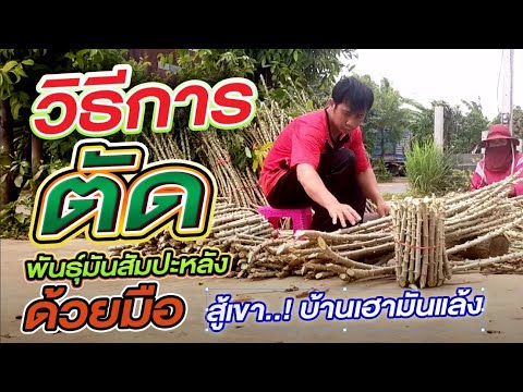 ปลูกมันสำปะหลังก้านแดง--เกษตรอ ปลูกมันสำปะหลังก้านแดง--เกษตรอ