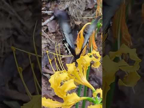 おひがんの花めぐり(文字なし)