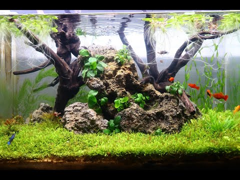 Amazon Seeds - Easy Carpeting Plants *Dry Start Me Betta Fish Sorority - Planted Aquarium 

Finally after almost a Century of waiting for the Seeds to 