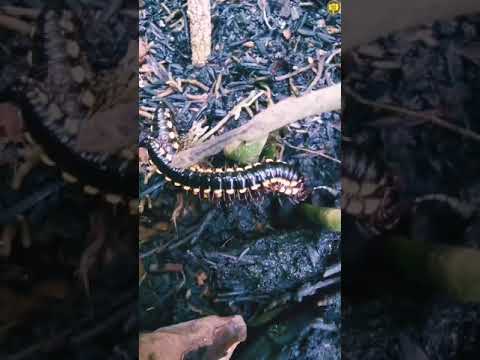 Two Cyanide Millipedes