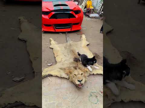 Babblo meet with simba🥺💔what happened with simba🥺💔 #broken #lion #ytshorts #petlover #lion #dog