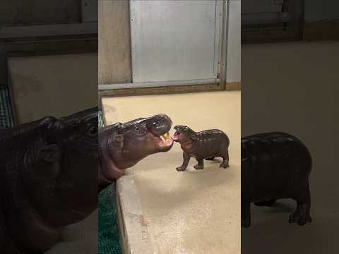 Baby Hippo's first bath #shorts