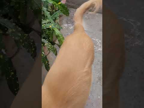 doglover #saveanimals