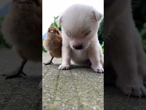 #cute #puppy #cutedog #cutpuppy #trending #trendingshorts #viralvideo