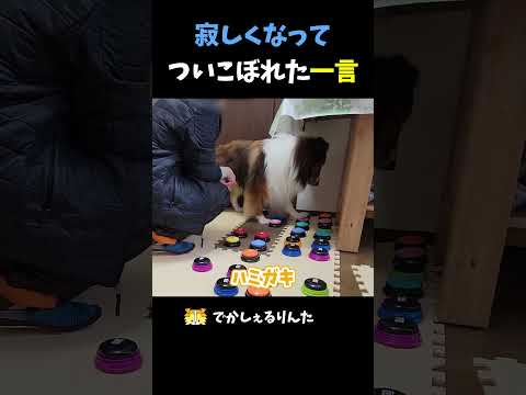 寂しくなってついこぼれた一言【会話ボタンでしゃべる犬】 #shorts #犬