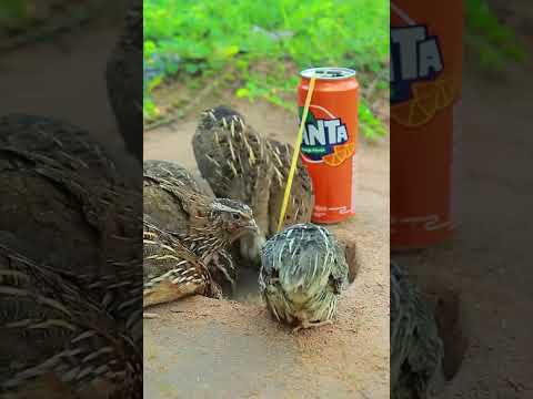 Easy Underground Quail Trap #shorts