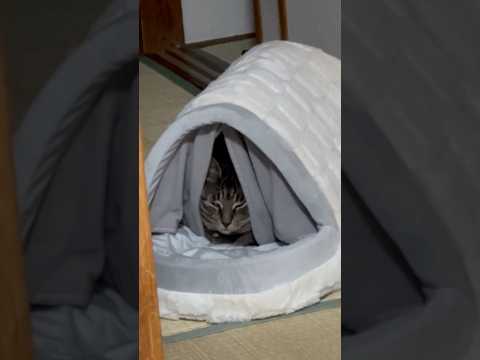 結局入るんかーい