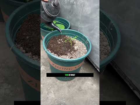 A Surprise Tomato Plant Appeared in the Bean Patch 🍅🌱 Look What Happened!||#TomatoGrowing #Tomato