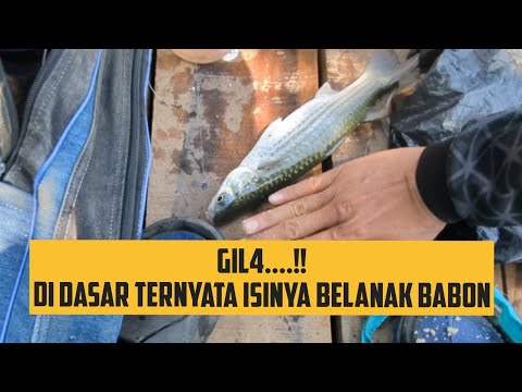 TARIKANNYA BIKIN JORAN MELENGKUNG SEPERTI HURUF U ❗❗ MANCING BELANAK BABON