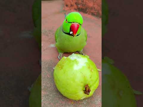 parrot 🦜 love's eating fruit 🍑🍓#petbird #talkingparot #nonstoptalkingparrot #eatingshow #eatingfruit