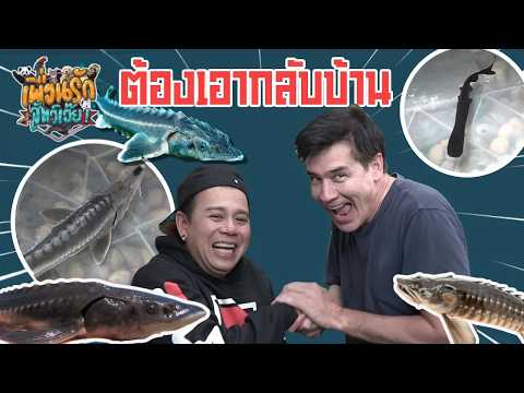 sturgeon fish ปลาสเตอร์เจียน I เพื่อนรักสัตว์เอ๊ย
