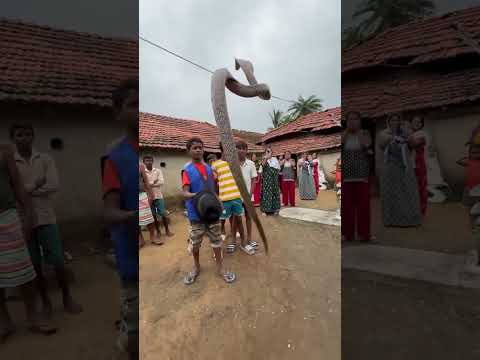 #funnyvideo #caw #horse #meeting #viralpost #ytshorts #goats