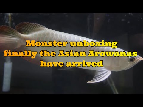 ASIAN AROWANA - A Monster unboxing with our Asian  Today we do a full unboxing of some new freshwater fish we got including our 4 month wait finally co