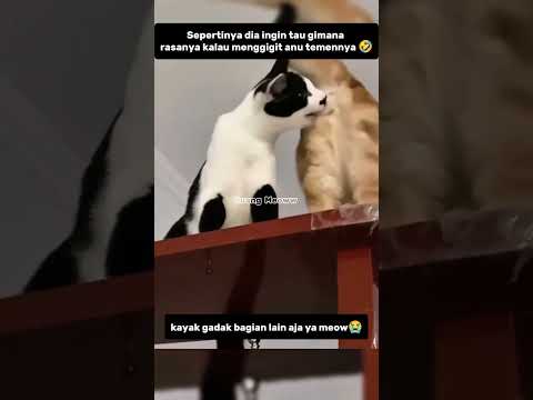 Kucing ini ngapain woii??!😭#shorts #kucing #funnycats #kucinglucu #catlovers