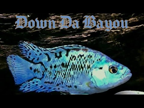 The Return to Down Da Bayou A look at Chubz Aquatics's Tanks & fish what made it and what Didn't