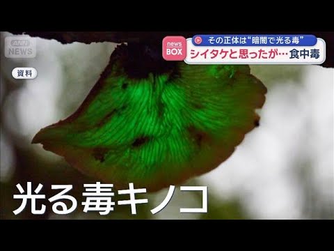 Attention au Tsukiyotake : quand le shiitake cache un poison lumineux