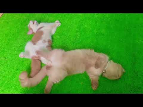 Cat Sleeping like Die