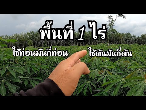 วิธีคำนวนหาท่อนมันสำปะหลังปลู