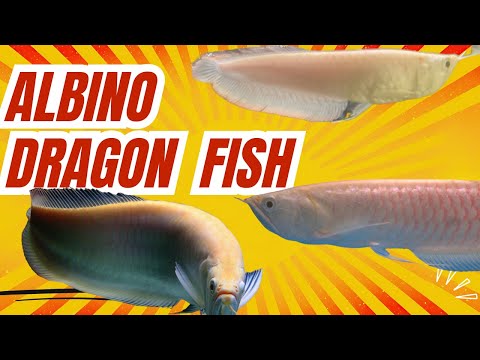 Meet a Real Life Albino Water Dragon Meet Waldo, Our Albino Water Dragon!
Welcome to our channel, where today we're excited to introduce 