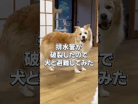 村の排水管が老朽化で破裂したので緊急避難しました…#大型犬のいる生活 #dj #避難訓練
