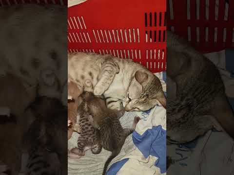 cat kittens😻❤️ #catfun #cat #smallcat #catshorts #kitten #cute #catvideos #animals #cutecat #pets