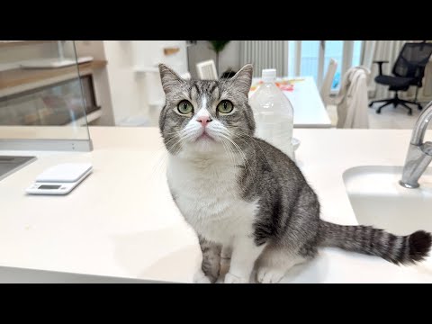 虫を捕まえると「褒めて」とおねだりしてくる猫が可愛すぎましたwww