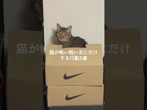 猫の動画サムネイル - 猫が怖い飼い主にだけする行動3選 #猫 #ねこ #猫のいる暮らし #ねこのいる生活 #猫動画 #保護猫 #猫好きさんと繋がりたい #猫のいる生活 #猫好き #猫との暮らし VOICEVOX:ずんだもん