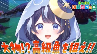 【 あつまれどうぶつの森 】Day8： ローンを一括返済するための下準備。 【 ゆらぎゆら /  ミリプロ 】