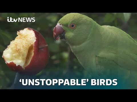 Invasive parakeets now 'unstoppable' as population size doubles in ten years| ITV News
