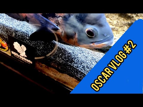 Oscar VLOG #2 1 week update on my Oscar and treating potential hle in the head disease.
#fish , #oscar, #parasites