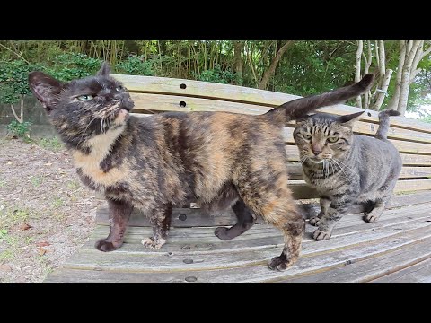 ベンチでキジトラ猫をモフっていたら、友達のサビ猫もやって来た