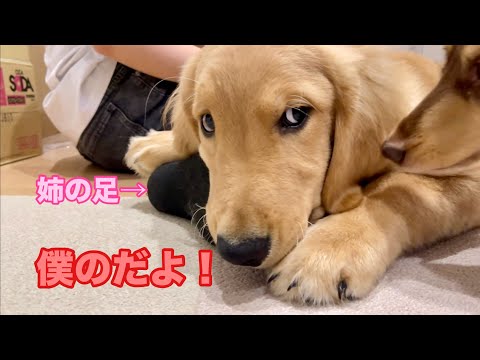 姉の足が好きすぎて、他の犬達に取られないように必死に護るゴルパピだいふく【ゴールデンレトリバーとミニチュアダックスフンド】