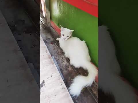 #โนนิจะแอบออกนอกบ้านแล้ว😅🤣