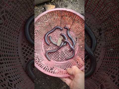 looking for hiding places for millipedes and sure enough I found a lot #hunting #millipedes