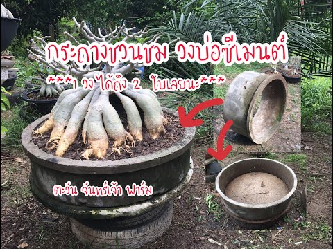 กระถางชวนชม-วงบ่อซีเมนต์-1-วง- กระถางชวนชม-วงบ่อซีเมนต์-1-วง-